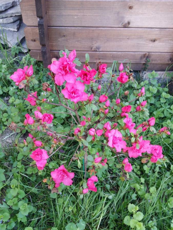 R&B Albero Cavo Parma Bed & Breakfast Exterior foto